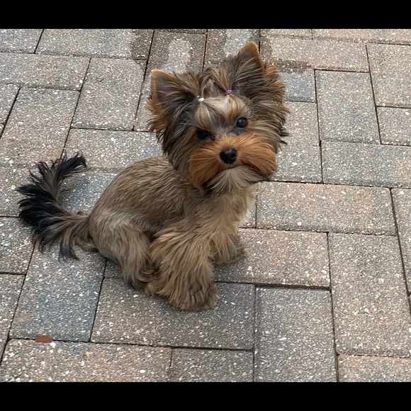 Meet your Posher, Laura! - Picture 4 of 8